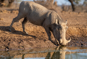Female warthog and her two piglets having a drink at a waterhole, Botswana.  © Anna