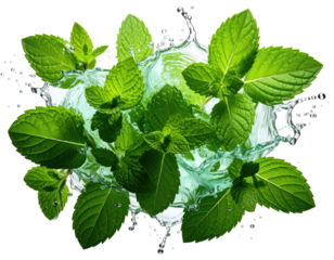 Fresh mint leaves amidst water splash, clear droplets with vibrant green against black