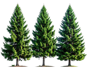 Three evergreen trees stand tall, isolated against a transparent backdrop