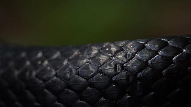 Slithering snake close up. Black snake crawling. Snakes in motion. Creeping reptile. Macro scaly snake skin. Exotic reptilian pattern. Snakes scales detailed reptilian texture. Black leathery lizard
