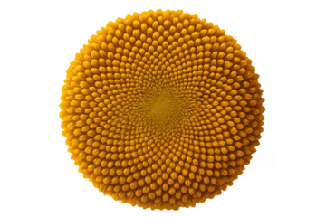 Close-up of yellow sunflower seeds forming spiral fibonacci pattern, symbolizing growth, nature, and mathematical order