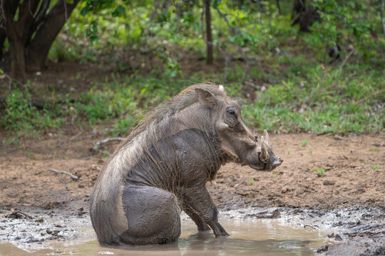 A huge warthog male sits in a muddy waterhole after having a mud bath, Greater Kruger. 