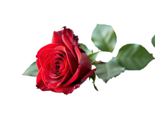 A Single Red Rose with Water Droplets and Green Leaves on a Transparent Background Illuminated by Soft Light
