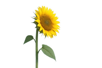 Obraz premium Vibrant yellow sunflower head blooming on long green stem with leaves, isolated on transparent background
