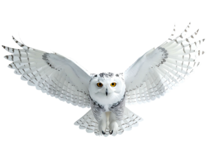 A snowy owl with open wings, flying towards the viewer against a black backdrop