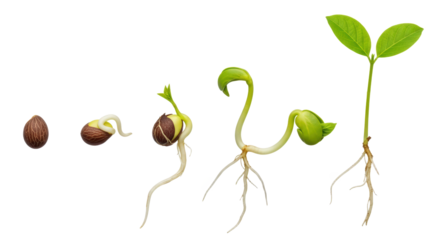 Plant Seedling Growth Stages With Roots and Green Leaves Isolated On Transparent Background