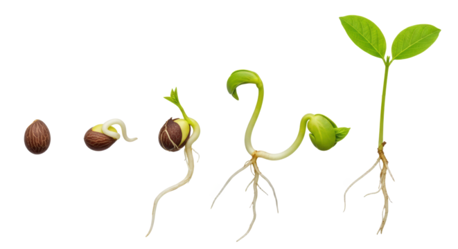 Plant Seedling Growth Stages With Roots and Green Leaves Isolated On Transparent Background