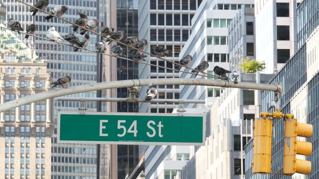 New York Park Avenue, 54 street sign in Manhattan Midtown, United States. Urban road sign in american city, traffic sign in NYC, USA. Building architecture near Grand Central. Pigeon birds.