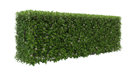 Rectangular Green Hedge with Small Pink Flowers Isolated On Transparent Background