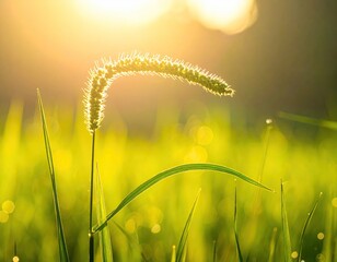 Sunrise backlights grass tuft in dewy, glowing meadow