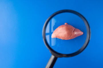 a magnifying glass focusing on a liver. Examining liver function. 

