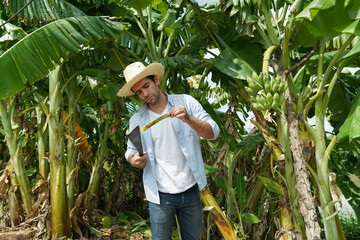 The gardener is working hard to take care of his banana plantation.
