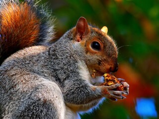 Obraz premium Grey American Squirrel Portrait 3
