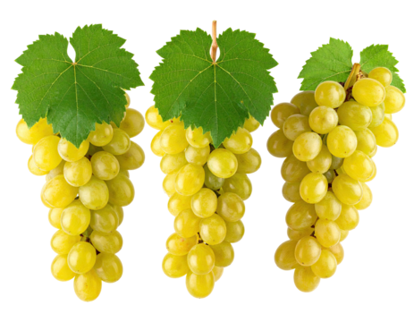 Three bunches of ripe, golden grapes with green leaves, isolated on a black background