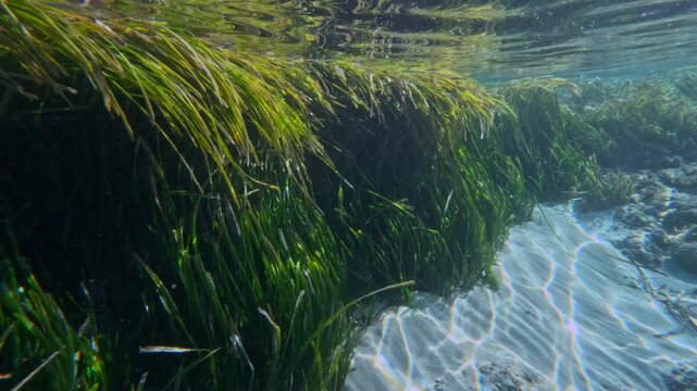 The video showcases a vibrant underwater seagrass posidonia oceanica bed teeming with life, illustrating the rich marine ecosystem found beneath the calm ocean surface, mesmerising and serene in Aegea