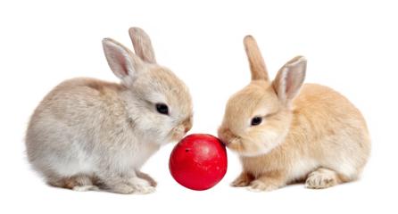 two adorable baby rabbits with red ball, isolated on transparent background