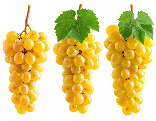 Three bunches of ripe, golden grapes with green leaves against a transparent bg