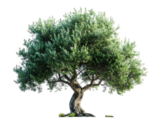 Lush olive tree with textured bark, full canopy, isolated against a black backdrop