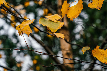 Golden Yellow Autumn Leaves on Branch with Bokeh Background, Fall Season
