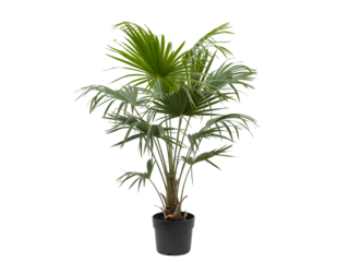 A potted palm tree with lush green fronds, isolated on a transparent background