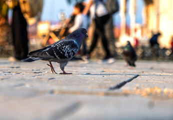 Pigeon eating food in Konak Square
