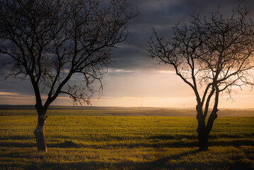 Serene sunset landscape with two leafless trees over open grassy field and dramatic cloudy sky