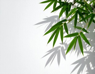 Cluster of tropical bamboo leaves with sun shadows casting on a white background
