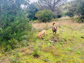 Pair of Mixed Breed Dogs Walking Outdoors in Natural Countryside Environment
