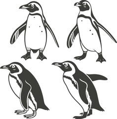 Obraz premium Four hand drawn penguins in different poses isolated on white background