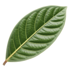 Obraz premium A Vibrant Green Leaf with Detailed Veins Isolated On Transparent Background