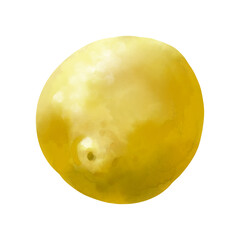 hand drawn watercolor ripe lemon fruit from the bottom side