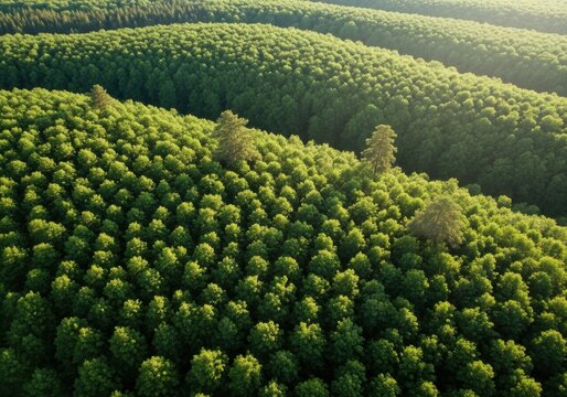 Aerial view of dense green forest with uniform tree canopy and natural landscape