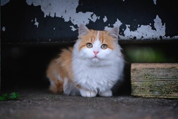 Cute kitten sitting outdoors and looking curious at camera. Horizontal image with selective focus.