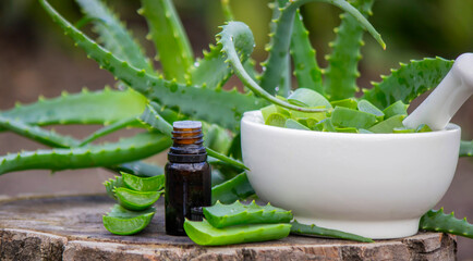 Close-up: Amber bottle of Aloe Vera oil essence and freshly cut leaves on wood