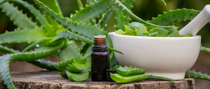 Close-up: Amber bottle of Aloe Vera oil essence and freshly cut leaves on wood - Powered by Adobe