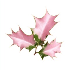 Naklejka premium Pink holly leaves on white