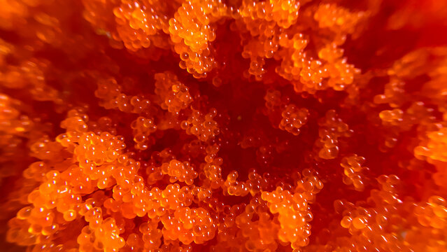 Macro photography of red caviar with soft focus creates an abstract image reminiscent of a living organic structure. - Powered by Adobe