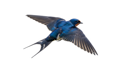 Barn swallow, in flight with wings spread showing iridescent blue plumage and forked tail, cutout, PNG isolated on white or transparent background