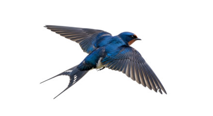 Barn swallow, in flight with wings spread showing iridescent blue plumage and forked tail, cutout, PNG isolated on white or transparent background