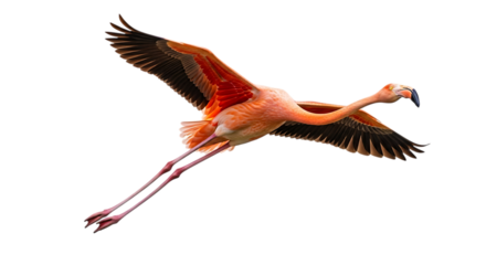 Pink flamingo, in flight with wings spread wide and long legs extended, cutout, PNG isolated on white or transparent background