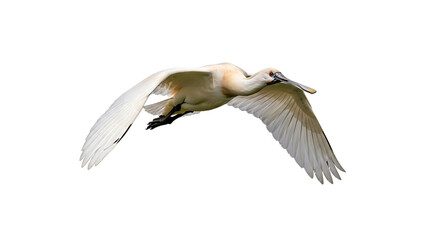 Obraz premium Eurasian Spoonbill, in flight with wings spread wide, cutout, PNG isolated on white or transparent background