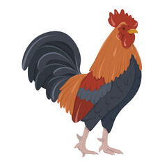 Colorful rooster isolated on white background. A majestic rooster with detailed plumage in shades of red, orange, and blue. The image symbolizes morning, energy, and awakening. Perfect for rural, farm