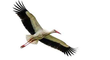 White stork, with outstretched wings in flight showing red beak and legs, cutout, PNG isolated on white or transparent background