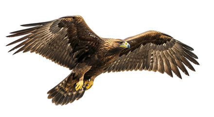 Obraz premium Golden Eagle, in Flight with Wings Spread Wide Showing Detailed Feathers and Talons, cutout, PNG isolated on white or transparent background