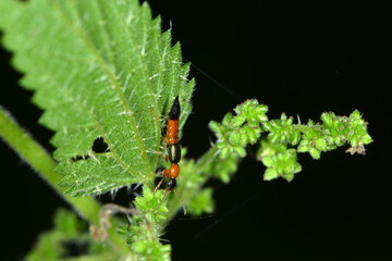 Uferkurzflügler,  Gemeiner  Uferräuber,  Paederus littoralis,  Käfer auf einem Blatt