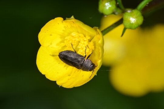 Vierpunktige Kiefernprachtk&auml;fer,  Anthaxia quadripunctata