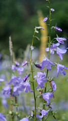 Close-up of a group of round-leaved bellflowers