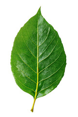 Obraz premium Isolated single green leaf with prominent central yellow vein.