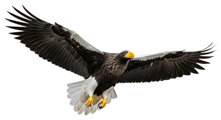 Fototapeta premium Steller's Sea Eagle, with wings spread in flight showcasing dark brown and white plumage and yellow beak, cutout, PNG isolated on white or transparent background