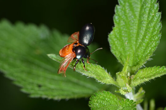 Violetter Gundermann-Blattk&auml;fer, Chrysolina sturmi
